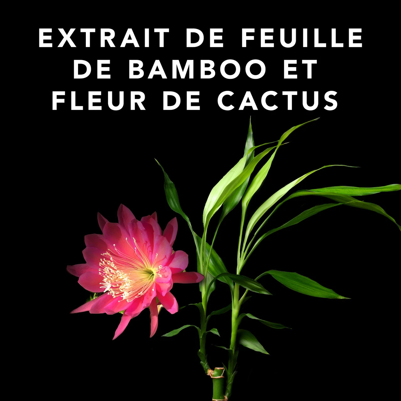 Volupt Spray Sebastian 150ml – Image 3